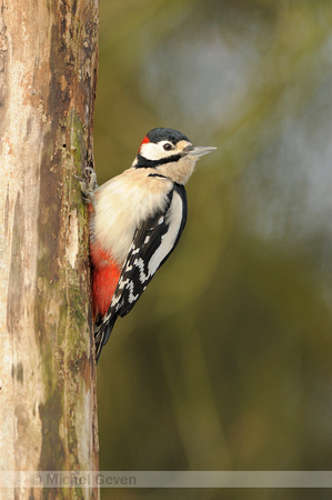 Grote Bonte Specht; Great Spotted Woodpecker; Dendrocopos major