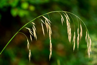 Ruwe Dravik; Hairy Brome; Bromopsis ramosa subsp. ramosa