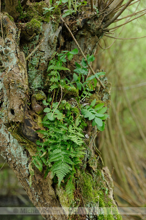 Mannetjesvaren; Male Fern; Dryopteris filix-mas;