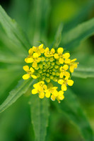 Gewone Steenraket -  Treacle mustard - Erysimum cheiranthoides