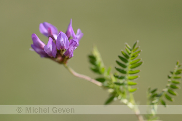 Purple Milk-vetch; Astragalus danicus