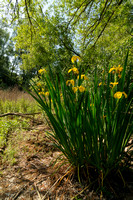 Gele Lis; Yellow Flag; Iris pseudocorus
