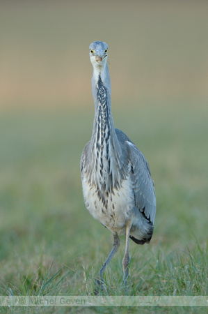 Blauwe Reiger; Ardea cinerea; Grey Heron