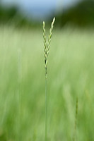 Veldkweek; Elymus campestris; subsp. campestris