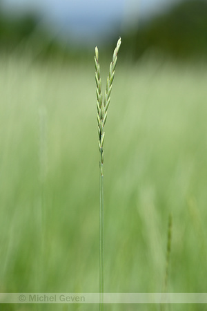 Veldkweek; Elymus campestris; subsp. campestris