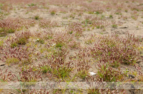Dwerggras; Early sand-grass; Mibora minima;