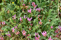 Astragalus onobrychis