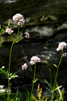 Echte Valeriaan; Valerian; Valeriana officinalis