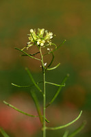 Schijnraket; Hairy Rocket; Erucastrum gallicum