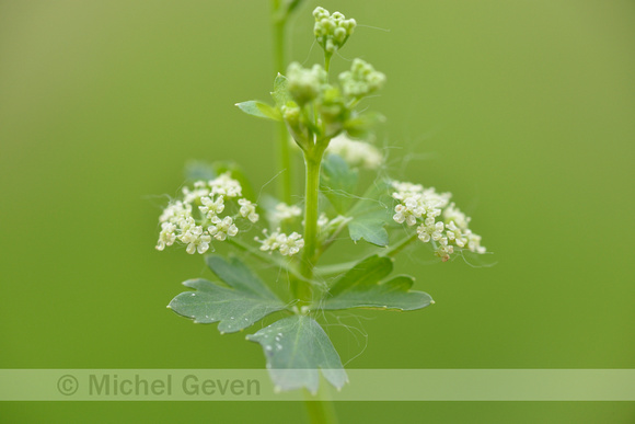 Selderij; Celery; Apium graveolens;