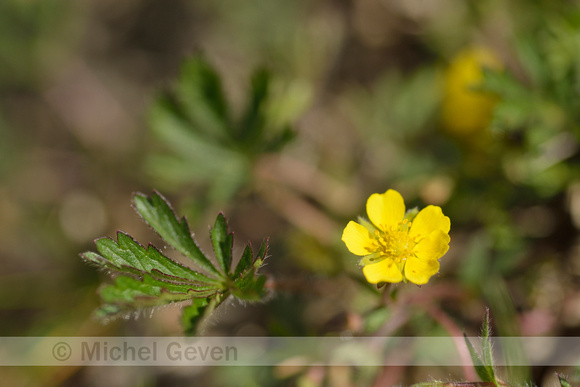 Voorjaarsganzerik; Spring Cinquefoil; Potentilla tabernaemontani