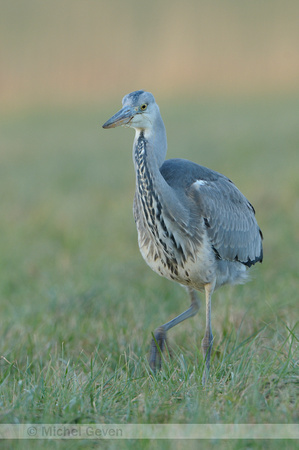 Blauwe Reiger; Ardea cinerea; Grey Heron