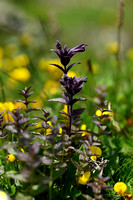 Alpenhelm; Alpine Bartsia; Bartsia alpina