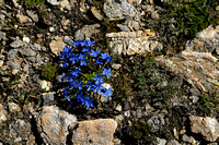 Gentiana schleicheri