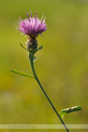 Zwart Knoopkruid; Centaurea nigra