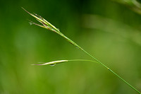 Beemdhaver; Meadow Oat-grass; Helictochloa pratensis