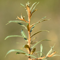 Duindoorn - Seabuckthorn - Hippophae rhamnoides