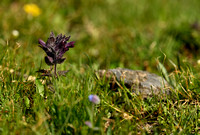 Alpenhelm; Alpine Bartsia; Bartsia alpina