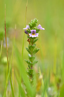 Vierrijige ogentroost; Irish Eyebright; Euphrasia tetraquetra