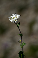 Alpine Rock-cress; Arabis alpina