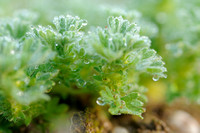 Grote Leeuwenklauw; Parsley-piert; Aphanes arvensis