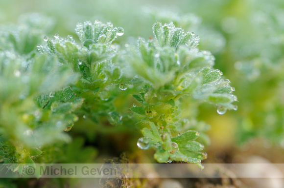 Grote Leeuwenklauw; Parsley-piert; Aphanes arvensis