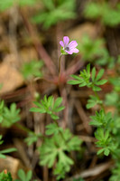 Fijne ooievaarsbek; Long-stalked Crane's-bill; Geranium columbin