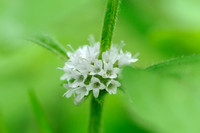 Akkermunt - Corn Mint - Mentha arvensis