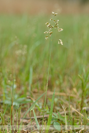 Veenreukgras; Holy Grass; Hierochlo‘ odorata