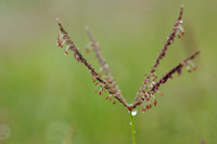 Handjesgras; Bermuda grass; Cynodon dactylon