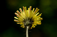 Muizenoor; Mouse-ear Hawkweed; Hieracium pilosella