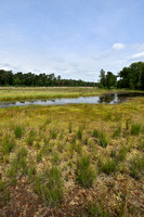 Canadese rus; Canadian rush; Juncus canadensis