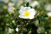 Duinroos; Burnet Rose; Rosa pimpinellifolia;