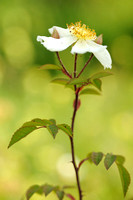 Bosroos; Field Rose; Rosa arvensis;