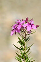 Fleichers Wilgenroosje; Epilobium dodonaei subsp. fleischeri