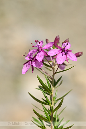 Fleichers Wilgenroosje; Epilobium dodonaei subsp. fleischeri