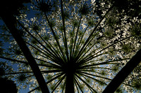 Reuzenberenklauw; Giant Hogweed; Heracleum mantegazzianum;