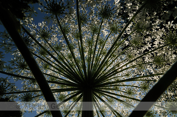 Reuzenberenklauw; Giant Hogweed; Heracleum mantegazzianum;