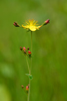 Fraai hertshooi; Slender St. John's-Wort; Hypericum pulchrum