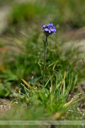 Veronica alpina