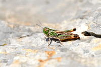 Witkoptandsprinkhaan; White-headed Toothed Grasshopper