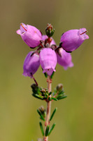 Rode Dophei; Bell Heather; Erica cinerea