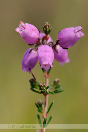 Rode Dophei; Bell Heather; Erica cinerea