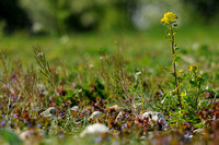 Bitter Barbarakruid; Medium-flowered Wintercress; Barbarea inter