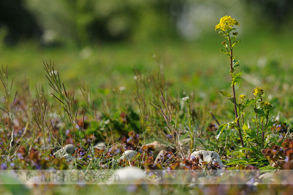 Bitter Barbarakruid; Medium-flowered Wintercress; Barbarea inter