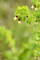 Grote wasbloem; Greater Honeywort; Cerinthe major