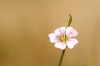 Gipskruid; Low Baby's breath; Gypsophila muralis;