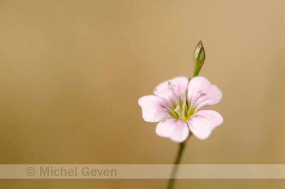 Gipskruid; Low Baby's breath; Gypsophila muralis;