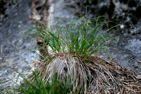 Aardzegge; Dwarf Sedge; Carex humilis