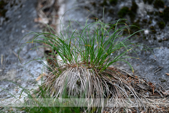 Aardzegge; Dwarf Sedge; Carex humilis